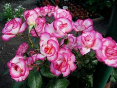 Троянда плетиста рожево-біла Family Sweet, 1 шт