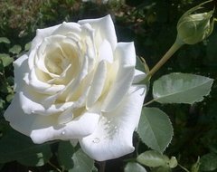 Троянда чайно-гібридна Полар Стар (Фасовка: 1 шт)