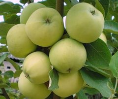Яблуня Папіровка