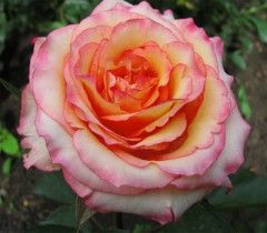 Роза чайно-гибридная Горджес (Фасовка: 1 шт.)