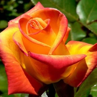 Троянда чайно-гібридна Ред Голд (Фасовка: 1 шт)