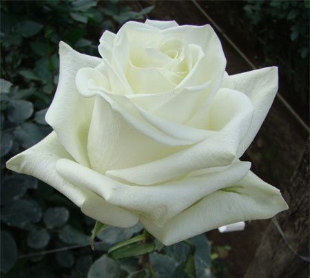 Троянда чайно-гібридна Полар Стар (Фасовка: 1 шт)