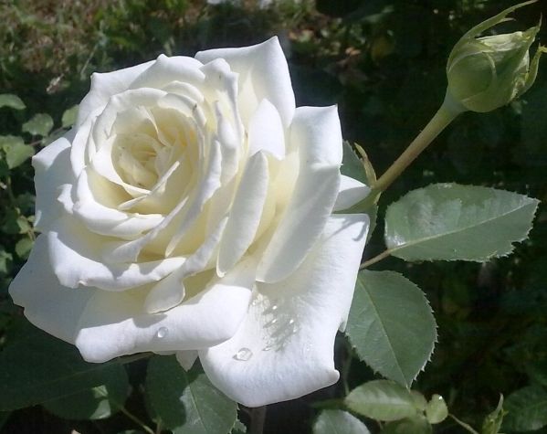 Роза чайно-гибридная Полар Стар (Фасовка: 1 шт.)