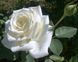 Роза чайно-гибридная Полар Стар (Фасовка: 1 шт.)