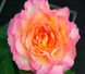 Троянда чайно-гібридна Горджес (Фасовка: 1 шт)