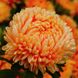 Астра хризантемовидная Леди Корал (Фасовка: 1 г; Цвет: оранжево-абрикосовый)