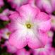 Петунія грандіфлора Трітунія F1 (Фасовка: 500 шт; Колір: pink morn)