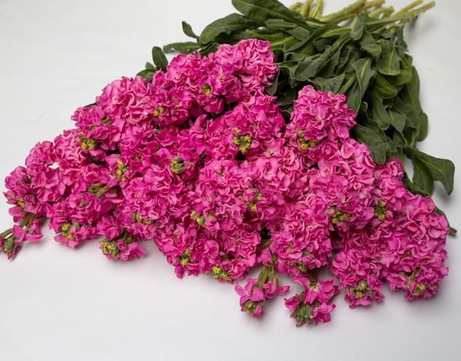Матиола (левкой) Айрон (Фасовка: 200 шт; Цвет: rose pink )