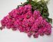 Матиола (левкой) Айрон (Фасовка: 200 шт; Цвет: rose pink )
