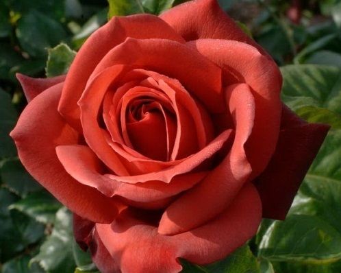 Троянда чайно-гібридна Терракота (Фасовка: 1 шт)
