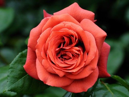 Роза чайно-гибридная Терракота (Фасовка: 1 шт.)