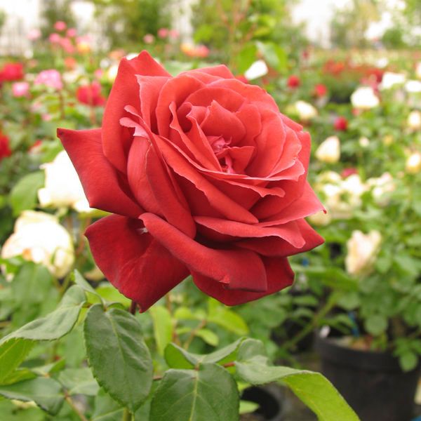 Роза чайно-гибридная Терракота (Фасовка: 1 шт.)