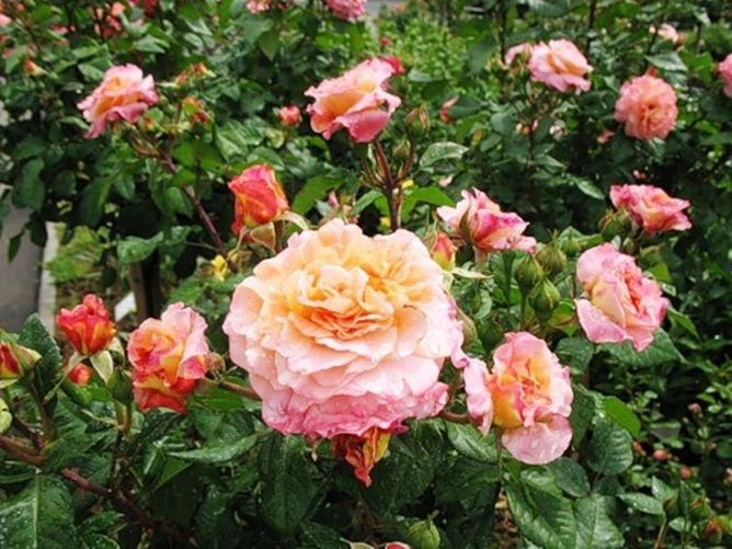 Троянда чайно-гібридна Августа Луїза