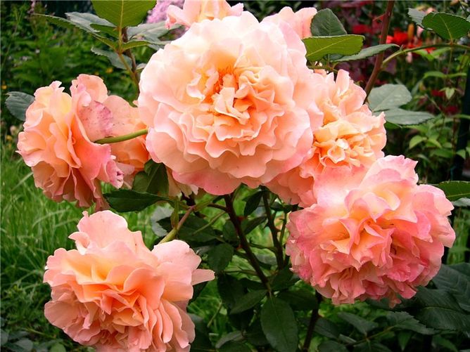 Троянда чайно-гібридна Августа Луїза