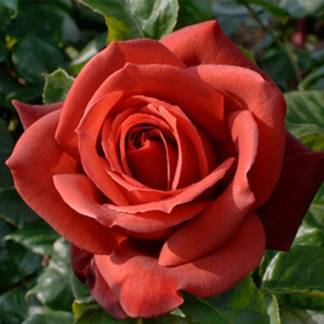 Троянда чайно-гібридна Терракота (Фасовка: 1 шт)