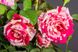 Роза чайно-гибридная Папагено (Фасовка: 1 шт.)