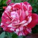 Троянда чайно-гібридна Папагено (Фасовка: 1 шт)