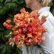 Антіррінум (ротики садові) махровий Мадам Батерфляй F1 (Фасовка: 100 шт; Колір: бронзовий)