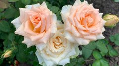 Троянда чайно-гібрина кремово-жовта Solo Cream