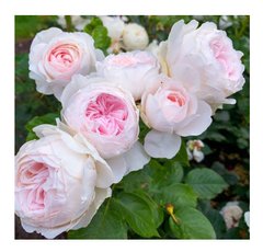 Троянда Герцогиня Крістіана,ніжно-рожевий,60-70, піоновидна, 1 шт