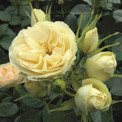 Троянда флорібунда Лемон Ваза, жовтий, 1 шт