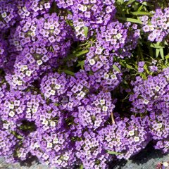 Лобулярия (Алиссум) Фиолетовый король (Фасовка: 5 г; Цвет: фиолетовый)
