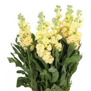 Матіола (левкой) Айрон (Фасовка: 200 шт; Колір: yellow)