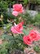 Роза чайно-гибридная Мнтэзума, 1 шт
