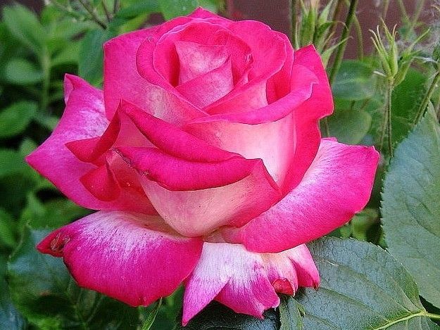 Троянда чайно-гібридна Акапелла