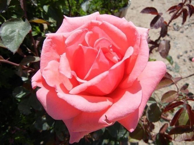Роза чайно-гибридная Мнтэзума, 1 шт