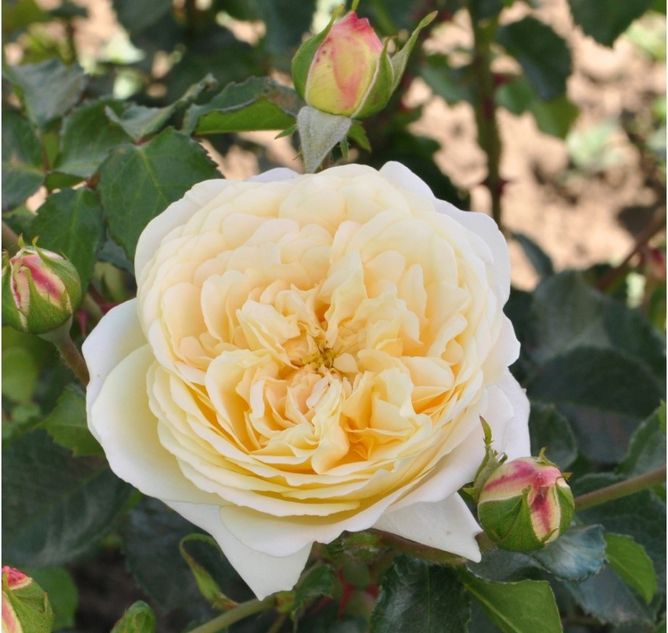 Троянда флорібунда Лемон Ваза, жёлтый, 1 шт