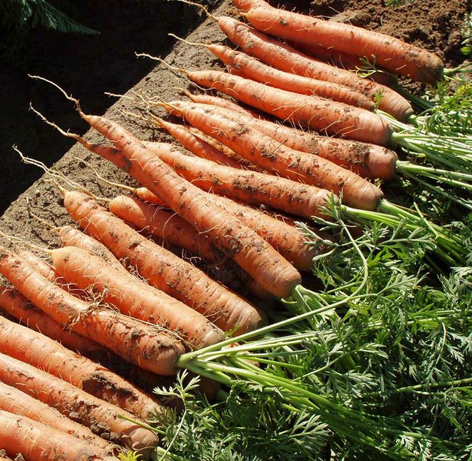 Морква Наполі F1 (1,8-2,0 мм) (Фасовка: 25 000 шт)