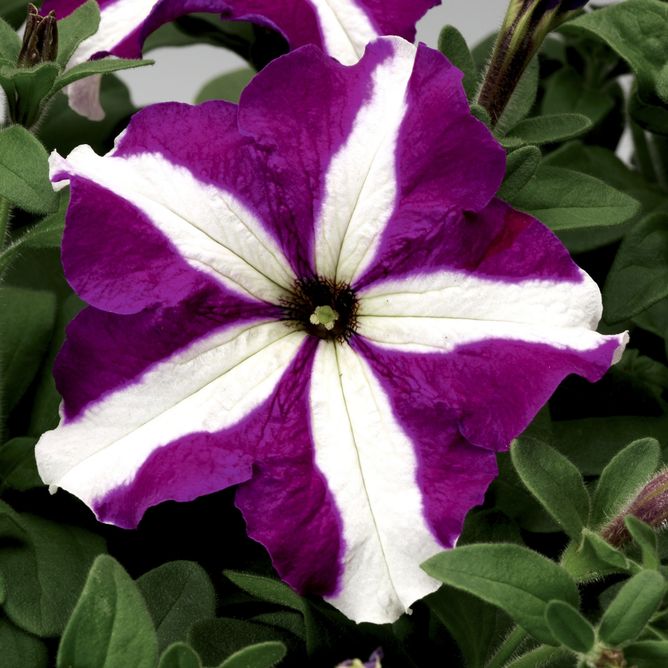 Петунія грандіфлора Трітунія F1 (Фасовка: 1000 шт; Колір: purple star)