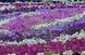 Лобулярія (Алиссум) Фіолетовий король (Фасовка: 5 г; Колір: фіолетовий)