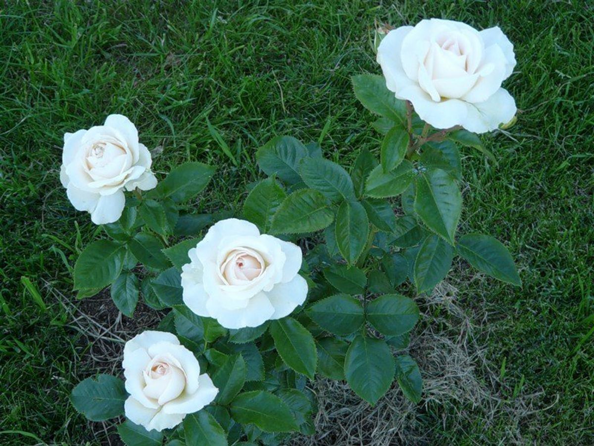Роза чайно-гибридная белая 