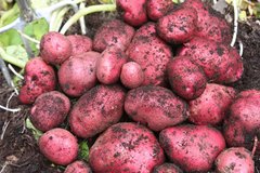 Картопля Фламенко (Фасовка: 5 кг)