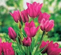 Тюльпан Purple Bouquet (Фасовка: 2 шт)
