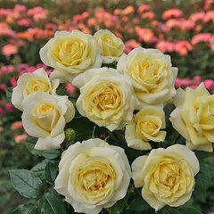 Троянда Кордес Лімона (Фасовка: 1 шт)
