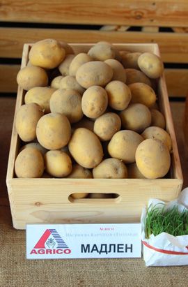 Картопля Мадлен (Фасовка: 2,5 кг)