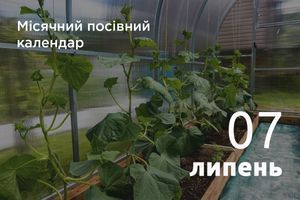 Місячний посівний календар городника та садівника 2026 рік: липень