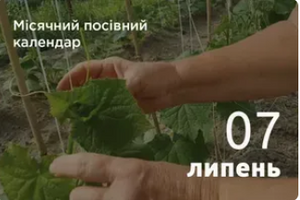 Лунный посевной календарь огородника и садовода 2026 год: июль