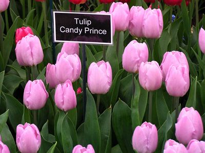 Тюльпан Candy Prince, 2 шт