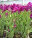 Тюльпан Purple Bouquet (Фасовка: 2 шт)