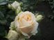 Роза чайно-гибридная Аваланж (Фасовка: 1 шт.)