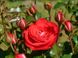 Роза полиантовая Морсдаг Ред, 1 шт