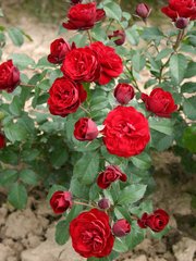 Троянда флорібунда Лаваглут, 1 шт