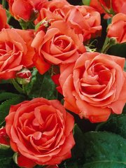 Троянда чайно-гібрина помаранчева Solo Orange, оранжевый, 1 шт