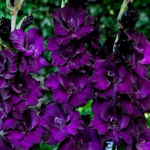 Гладіолус Пурпур Флора, фіолетовий, 2 шт, темно-фіолетовий
