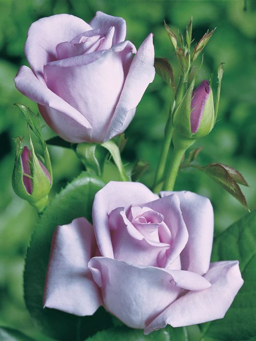 Роза чайно-гибридная Блю Мун (Фасовка: 1 шт.)