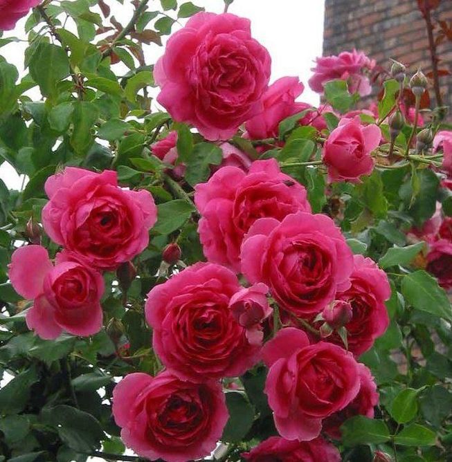 Троянда плетиста Парад (Фасовка: 1 шт)